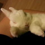 (Category: ) located in . Submitted by shinjeyoo (Listing ID 1376357971, Image 1). Description: .