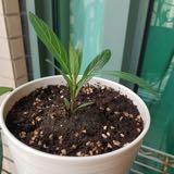 （分類：）位於 。 由 leeung 提交（商品編號 237301600，圖片 1）。簡介： 。
