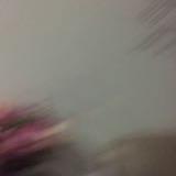 (Category: ) located in . Submitted by anythingmustgo (Listing ID 1355872368, Image 1). Description: .