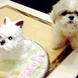 （分類：）位於 。 由 carolrainbow 提交（商品編號 1289747802，圖片 1）。簡介： 。