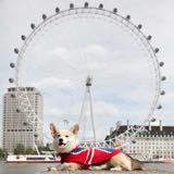 由 thecorgi (刊登 ID 1382227593，圖片 1) 提交，位於 的 (類別：)，說明：。