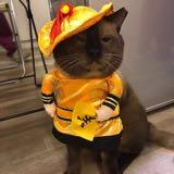 (Category: ) located in . Submitted by stitchlim626 (Listing ID 1374766825, Image 1). Description: .