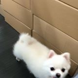 （分類：）位於 。 由 lilili19 提交（商品編號 1296206579，圖片 1）。簡介： 。