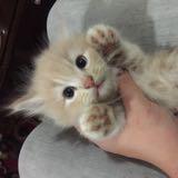 (Category: ) located in . Submitted by myawa (Listing ID 1379679906, Image 1). Description: .