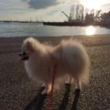 (Category: ) located in . Submitted by sheltz (Listing ID 1364116123, Image 1). Description: .