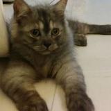 (Category: ) located in . Submitted by lelong_lelong87 (Listing ID 1169315209, Image 1). Description: .