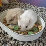 (Category: ) located in . Submitted by rosytrends (Listing ID 1378761556, Image 1). Description: .