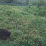 (Category: ) located in . Submitted by weihe1 (Listing ID 1384743947, Image 1). Description: .