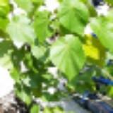 （分類：）位於 。 由 lookkin 提交（商品編號 1356211458，圖片 1）。簡介： 。