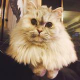 由 wazmeow (刊登 ID 1378793182，圖片 1) 提交，位於 的 (類別：)，說明：。