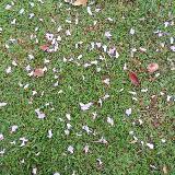 (Category: ) located in . Submitted by kaasera (Listing ID 1383788334, Image 1). Description: .