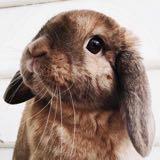 (Category: ) located in . Submitted by mintisthelove (Listing ID 1384429995, Image 1). Description: .