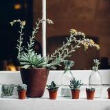 (Category: ) located in . Submitted by planter. (Listing ID 1293698773, Image 1). Description: .