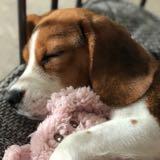 (Category: ) located in . Submitted by beaglebloke (Listing ID 1285867955, Image 1). Description: .
