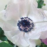 （分類：）位於 。 由 boo502 提交（商品編號 1369262312，圖片 1）。簡介： 。