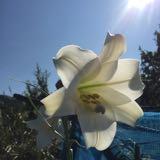 （分類：）位於 。 由 lifelittleluxury_uk 提交（商品編號 1251040787，圖片 1）。簡介： 。