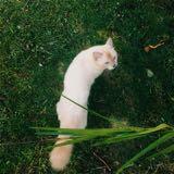 (Category: ) located in . Submitted by shymlk (Listing ID 1461759465, Image 1). Description: .