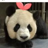 (Category: ) located in . Submitted by ms.panda (Listing ID 1381084242, Image 1). Description: .