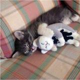 (Category: ) located in . Submitted by mariarzy (Listing ID 1383593544, Image 1). Description: .