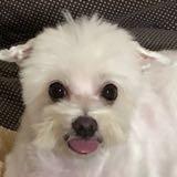(Category: ) located in . Submitted by pawwie (Listing ID 1341631418, Image 1). Description: .
