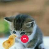 (Kategori: ) berada di . Dikirim oleh khotimahhh (ID iklan 1370545148, Gambar 1). Deskripsi: .