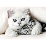 由 fatcat0811 (刊登 ID 1326371108，圖片 1) 提交，位於 的 (類別：)，說明：。
