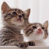 （分類：）位於 。 由 oc_dt 提交（商品編號 1292178746，圖片 1）。簡介： 。