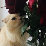 (Category: ) located in . Submitted by dorababy (Listing ID 1379933857, Image 1). Description: .