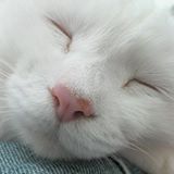 （分類：）位於 。 由 nick_kwok 提交（商品編號 1349479003，圖片 1）。簡介： 。