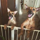 (Category: ) located in . Submitted by hanms (Listing ID 105485268, Image 1). Description: .