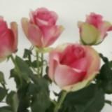 (Category: ) located in . Submitted by chloelovestoshop (Listing ID 1339488269, Image 1). Description: .