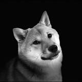 (Category: ) located in . Submitted by shibainusg (Listing ID 1367136661, Image 1). Description: .