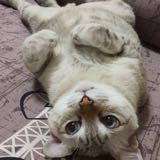 (Category: ) located in . Submitted by bubblesg (Listing ID 1360538297, Image 1). Description: .