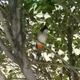 (分類:)位於 。 由 cywongkelvin 提交(商品編號 1284129637,圖片 1)。簡介: 。