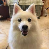 由 doggiema (刊登 ID 1381802175，圖片 1) 提交，位於 的 (類別：)，說明：。