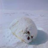 （分類：）位於 。 由 rpaws 提交（商品編號 1322167543，圖片 1）。簡介： 。