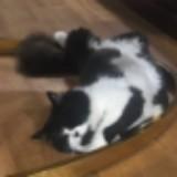 (Category: ) located in . Submitted by cutefatcat (Listing ID 1361029345, Image 1). Description: .
