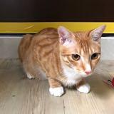 （分類：）位於 。 由 alvin_le 提交（商品編號 1381777353，圖片 1）。簡介： 。