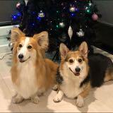 (Category: ) located in . Submitted by glam_corgies (Listing ID 1368472861, Image 1). Description: .