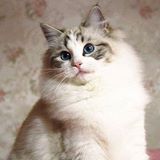 頭像