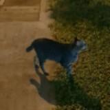 (Category: ) located in . Submitted by crossanta (Listing ID 1215423513, Image 1). Description: .