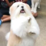 (Category: ) located in . Submitted by joannakoong (Listing ID 1379929526, Image 1). Description: .
