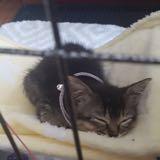 (Category: ) located in . Submitted by hello.buyer (Listing ID 1155596972, Image 1). Description: .