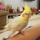 (Category: ) located in . Submitted by pawsnclaws (Listing ID 1317697200, Image 1). Description: .