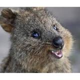 (Category: ) located in . Submitted by quokka2359 (Listing ID 1374790622, Image 1). Description: .