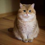 (Category: ) located in . Submitted by ffguiy (Listing ID 1380781165, Image 1). Description: .