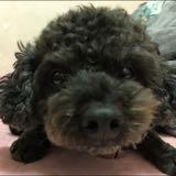 （分類：）位於 。 由 thisishaha 提交（商品編號 1321800003，圖片 1）。簡介： 。
