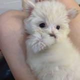 (Category: ) located in . Submitted by mel4nie (Listing ID 1383146976, Image 1). Description: .