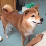 (分類:)位於 。 由 bigboss0611 提交(商品編號 1465047336,圖片 1)。簡介: 。