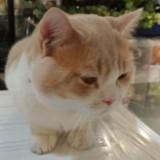 （分類：）位於 。 由 codemonkie 提交（商品編號 1261689049，圖片 1）。簡介： 。
